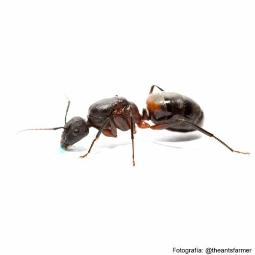 hormiga reina autoctona