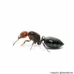 obrera de crematogaster scutellaris