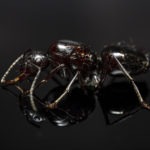 Camponotus Aethiops