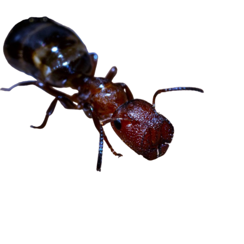 reina de colobopsis truncata