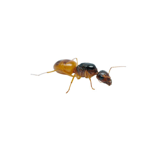 Camponotus fedtschenkoi