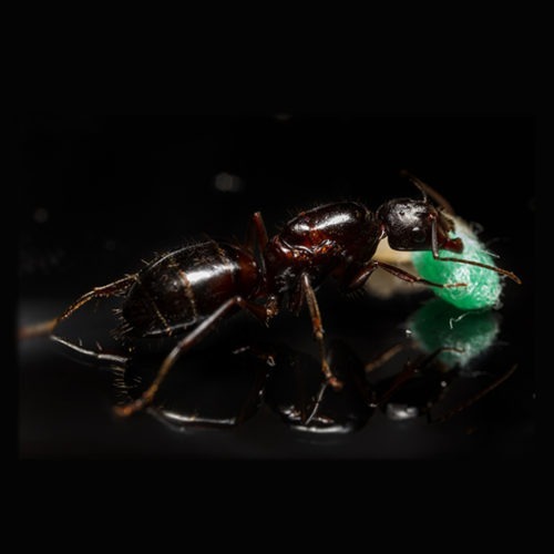 Camponotus sylvaticus