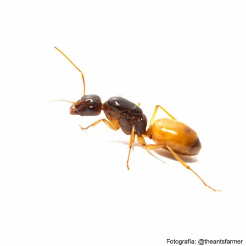 Hormiga reina Camponotus fedtschenkoi