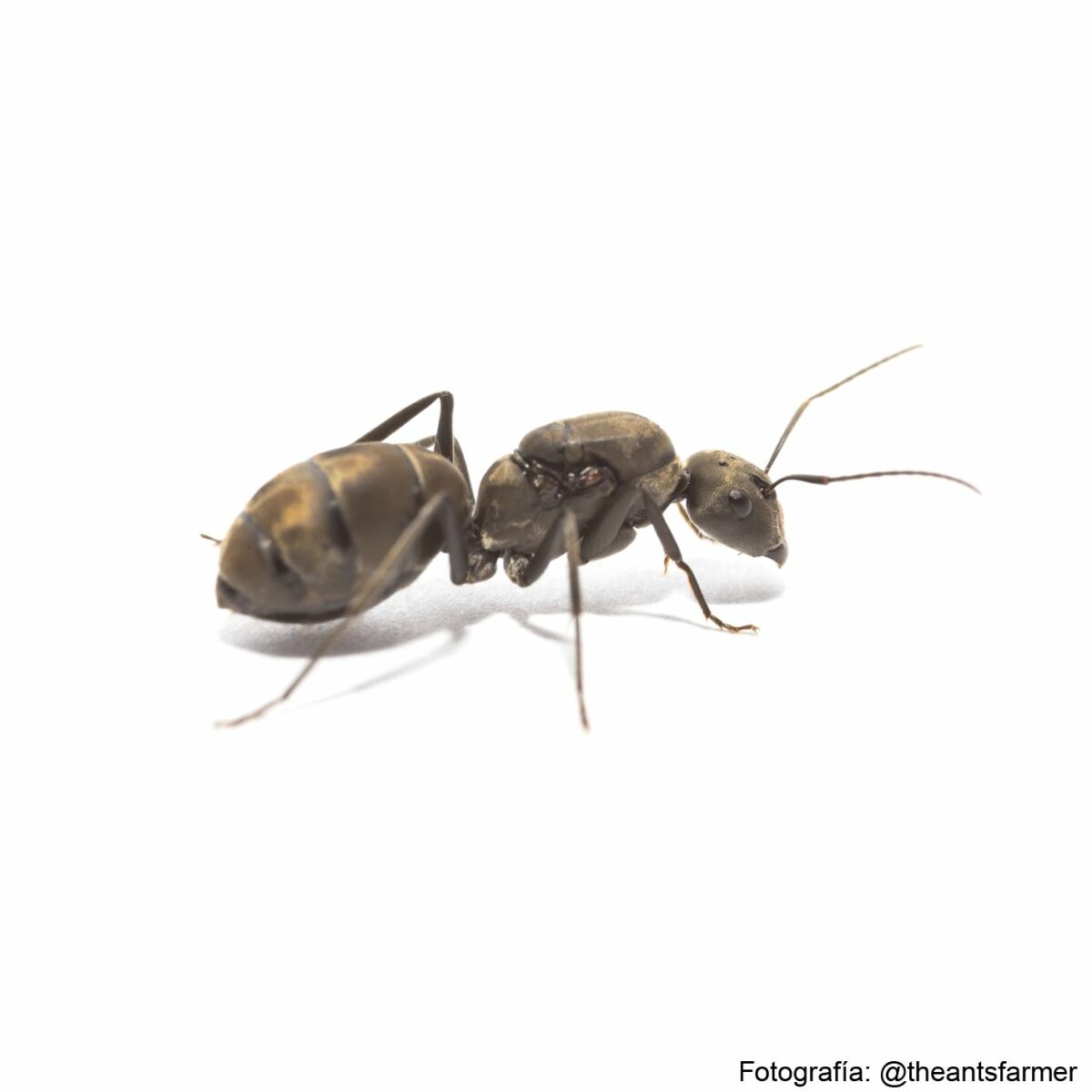 Camponotus parius hormiga reina