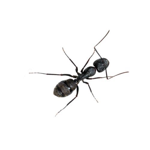camponotus japonicus