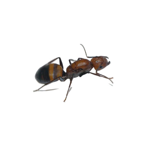 Camponotus nicobarensis