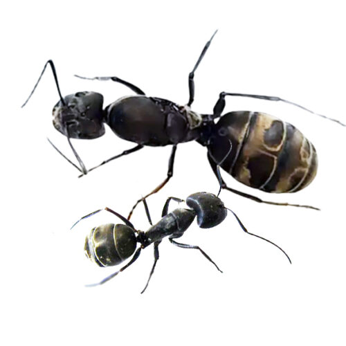 Camponotus parius