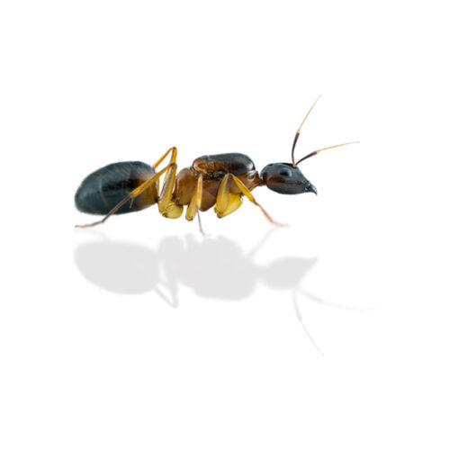 Camponotus pseudoirritans