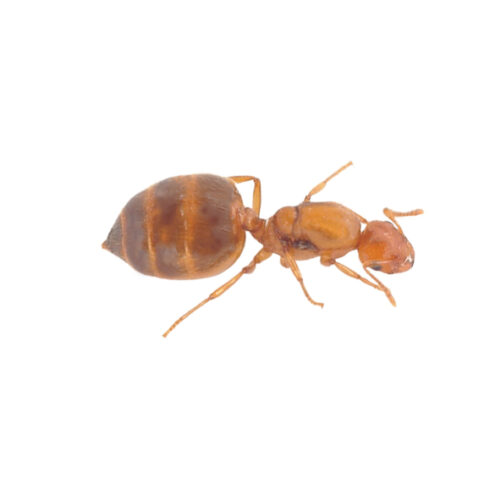 Crematogaster biroi colonia