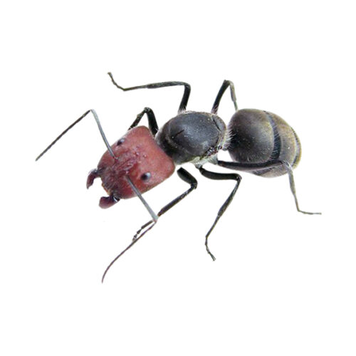 Camponotus singularis