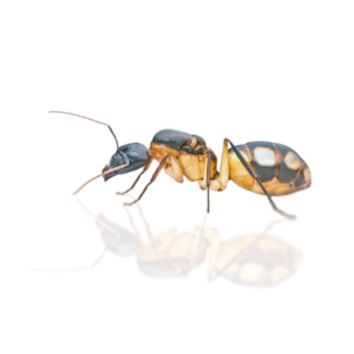 Camponotus maculatus