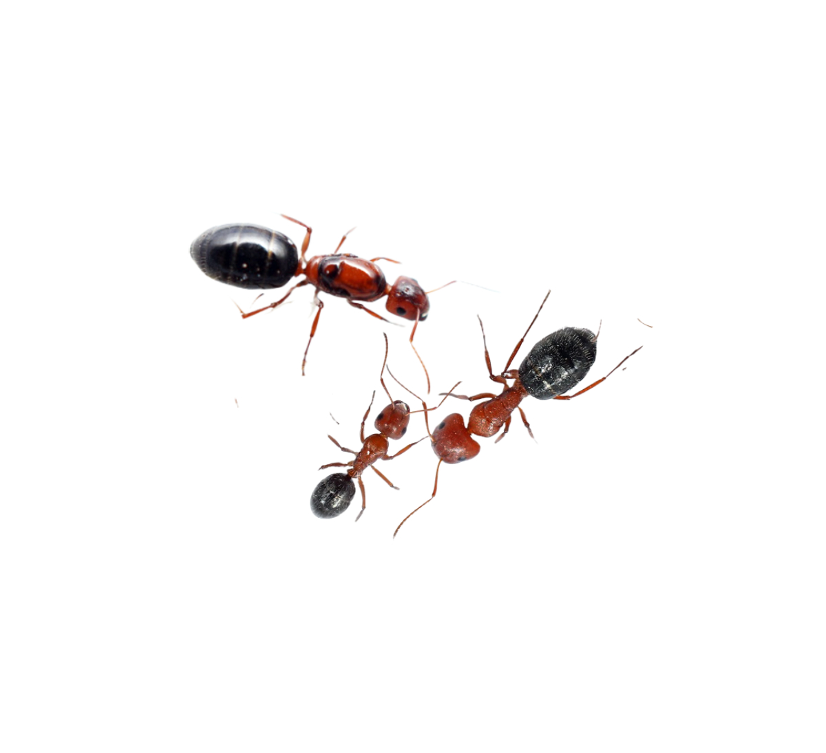 Camponotus vanispinus