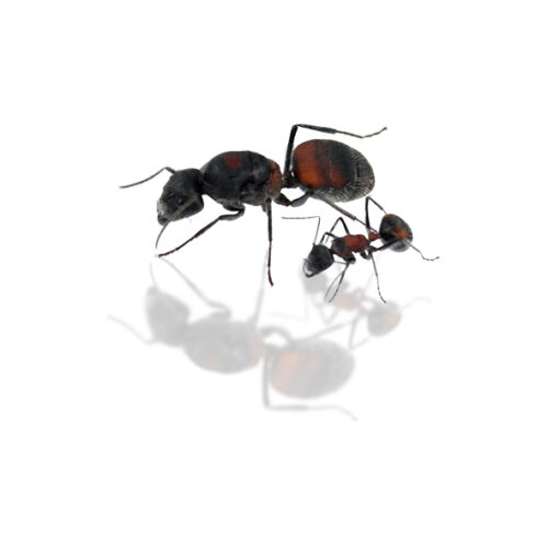 Camponotus xiangbang