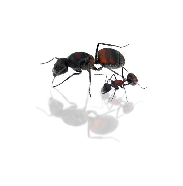 Camponotus xiangbang