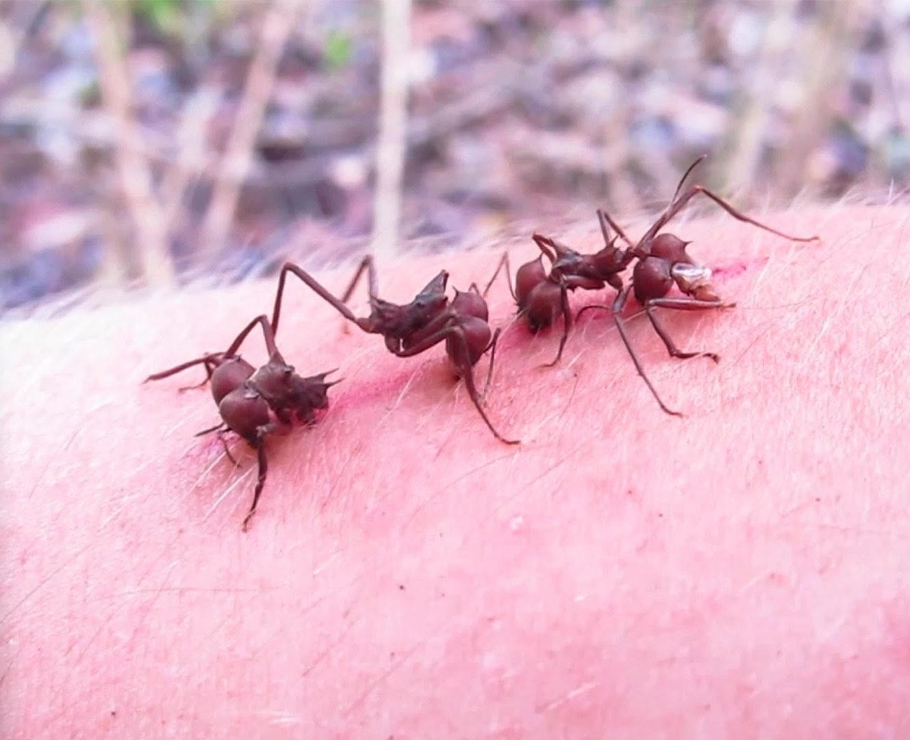 Para que sirven las hormigas