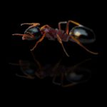 Dolichoderus quadripunctatus