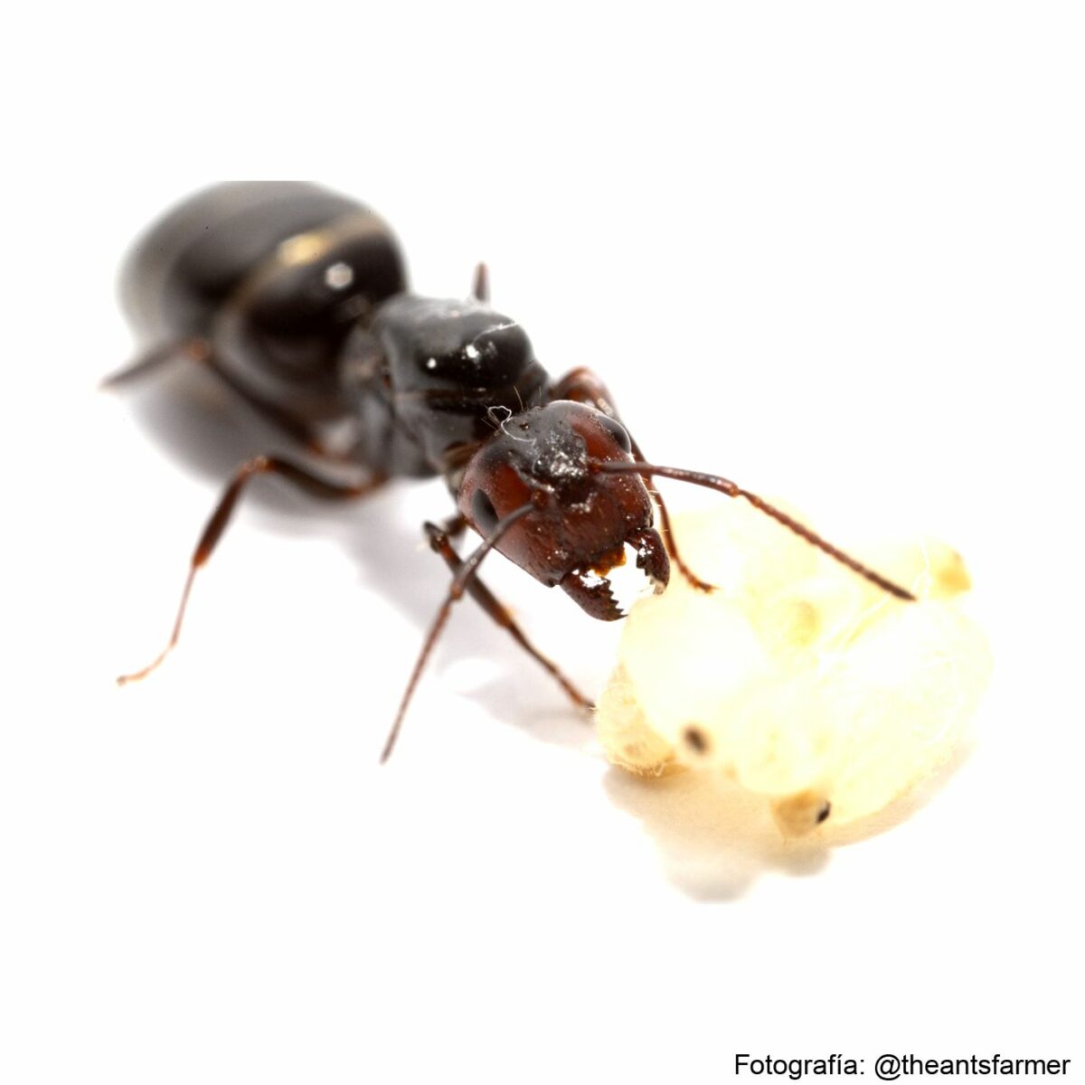 Camponotus lateralis formiche regina