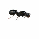 Messor minor hesperius Reina