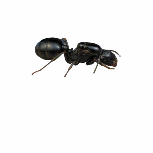 Messor minor hesperius (ant queen)