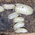 Armadillidium vulgare magic potion