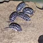 Armadillidium maculatum