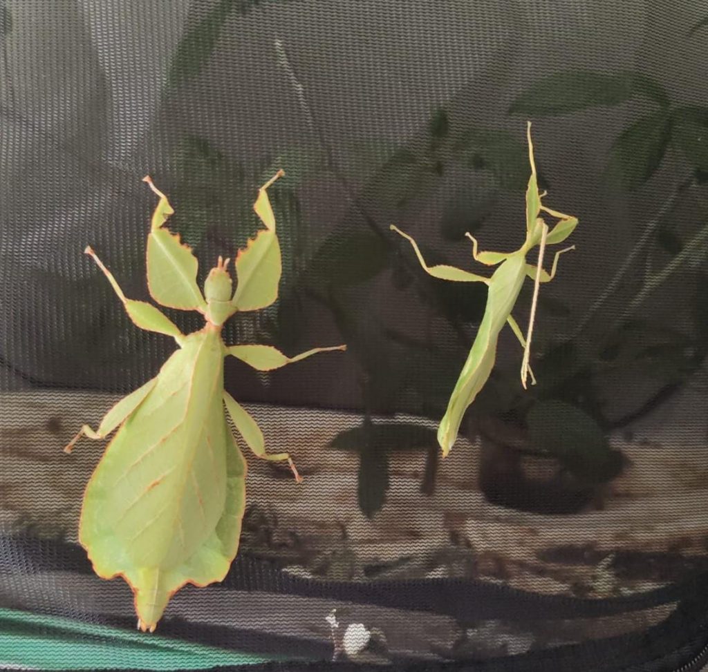 Phyllium celebicum es una especie de fásmido