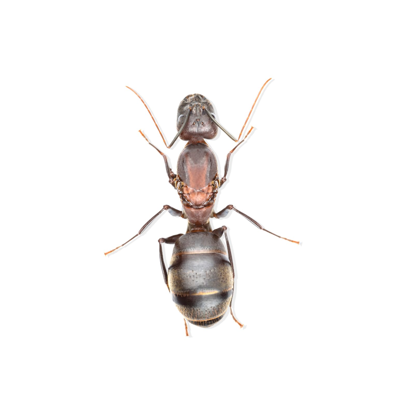 Camponotus maculatus subnudus ANTDERGROUND