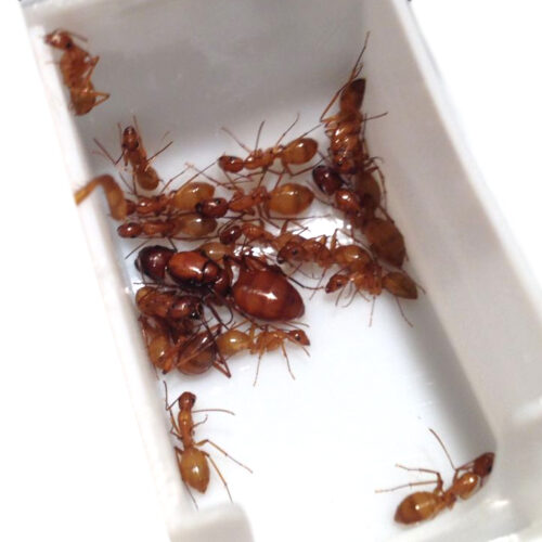 camponotus castaneus