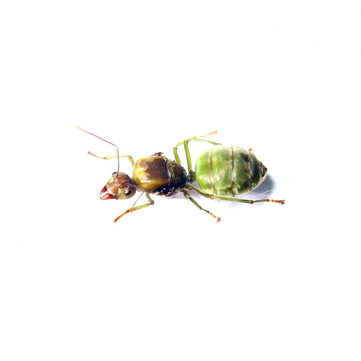 oecophylla smaragdina (fourmi tisserande)