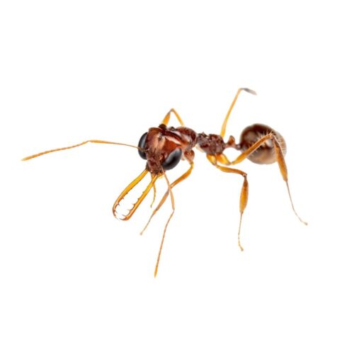 Myrmotera benghammi colonia