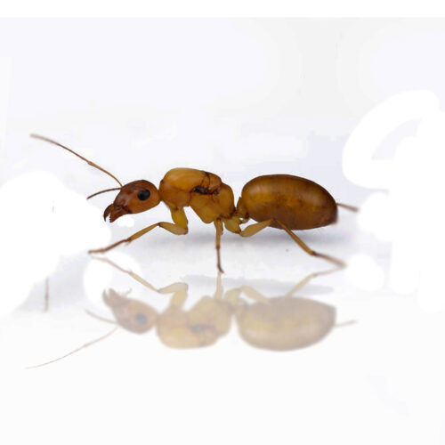 camponotus turkestanus