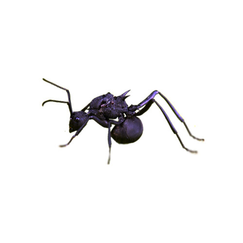 polyrhachis armata