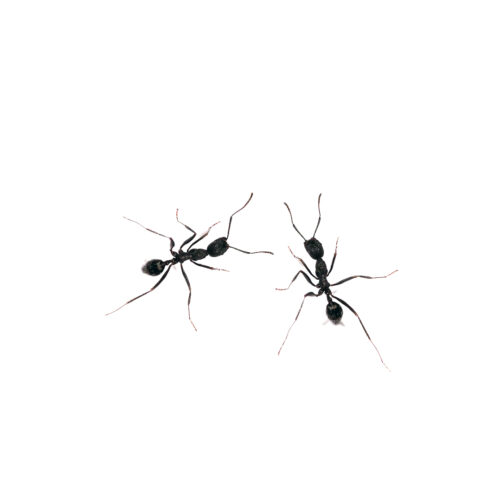 Europäische Ameisen