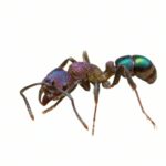 Rhytidoponera metallica (Queen)