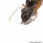 Camponotus mitis (Reina)