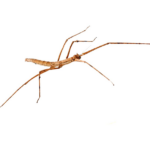 Stabschrecke (Medauroidea extradentata)