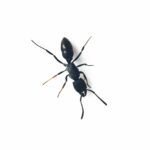 Ectomomyrmex zhengi (Rainha)