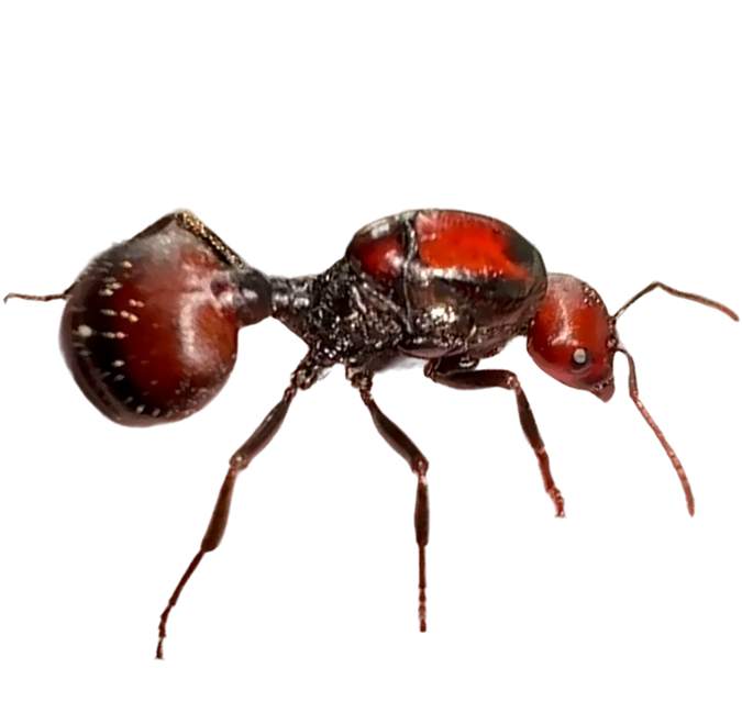 Messor cephalotes - ANTDERGROUND