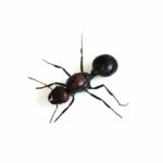 Messor cephalotes