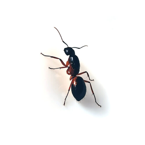 Camponotus sanctus