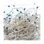 Drosophila melanogaster (Small Fruit Fly)