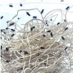 Drosophila hydei (Mosca de la fruta GRANDE)