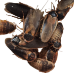 Blaptica dubia alimento vivo