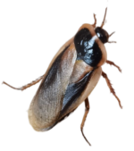 Blaptica dubia alimento vivo