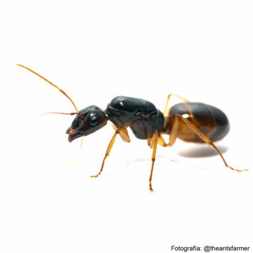 Camponotus fedtschenkoi black