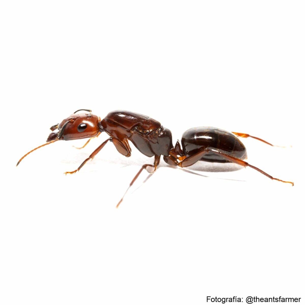 Camponotus quadrisectus