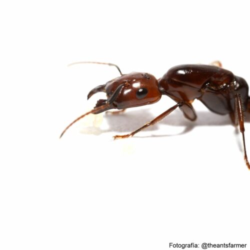 Camponotus quadrisectus