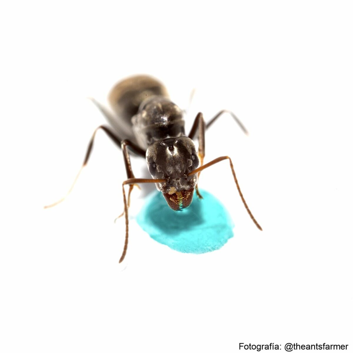 Iridomyrmex anceps