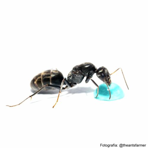 Iridomyrmex anceps