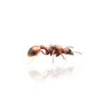 Manica rubida (Reina)